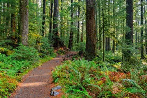 Rain Forest in Oregon Stock Photos