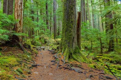 Rain Forest in Oregon Stock Photos
