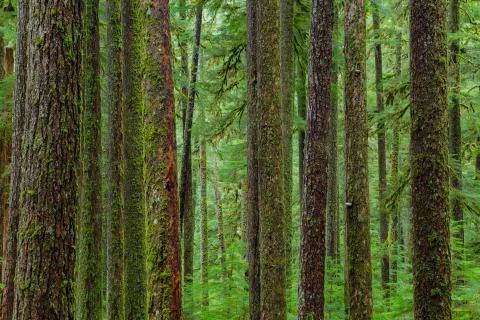 Rain Forest in Oregon Stock Photos