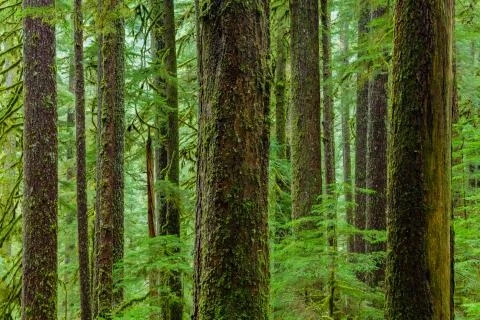 Rain Forest in Oregon Stock Photos