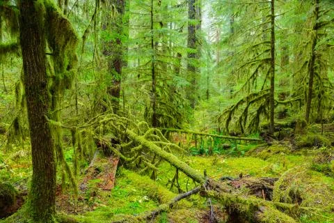 Rain Forest in Oregon Stock Photos