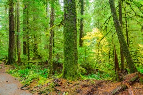 Rain Forest in Oregon Stock Photos