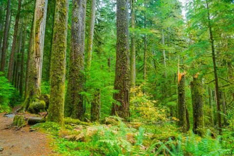 Rain Forest in Oregon 스톡 사진