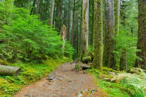 Rain Forest in Oregon Stock Photos