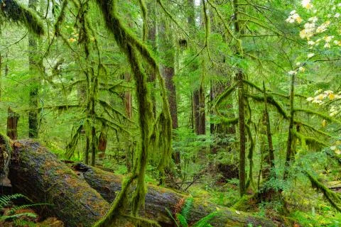 Rain Forest in Oregon Stock Photos