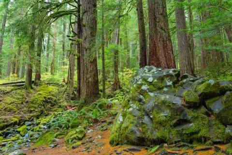 Rain Forest in Oregon Stock Photos