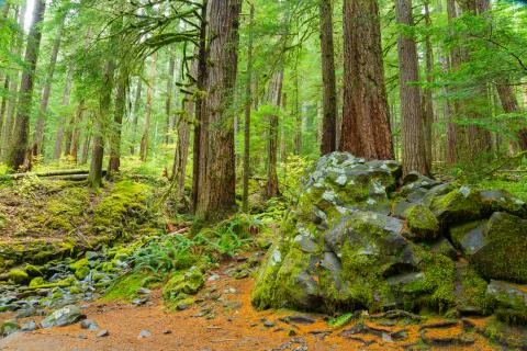 Rain Forest in Oregon 스톡 사진