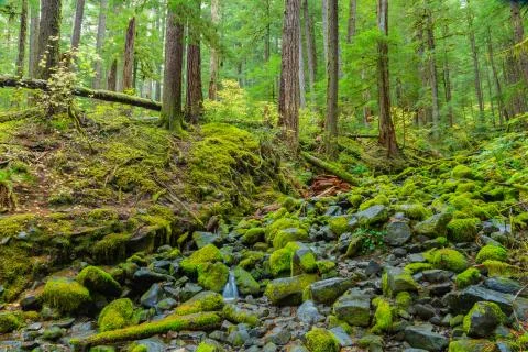 Rain Forest in Oregon Stock Photos