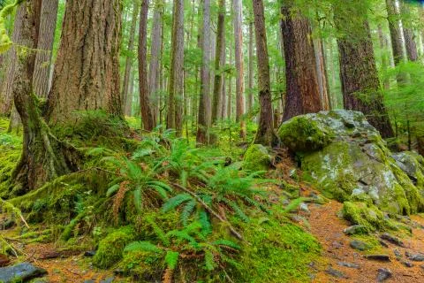 Rain Forest in Oregon Stock Photos
