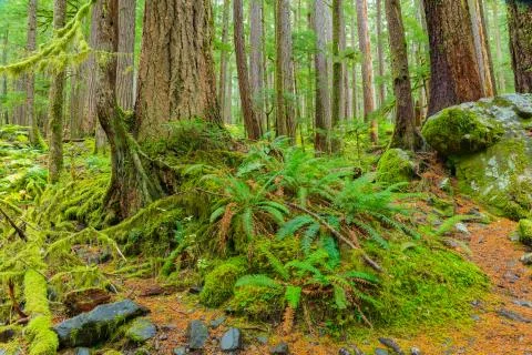 Rain Forest in Oregon Stock Photos