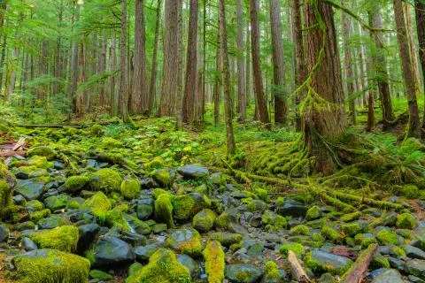 Rain Forest in Oregon Stock Photos