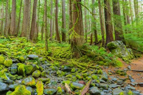 Rain Forest in Oregon Фото
