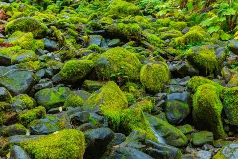 Rain Forest in Oregon Stock Photos