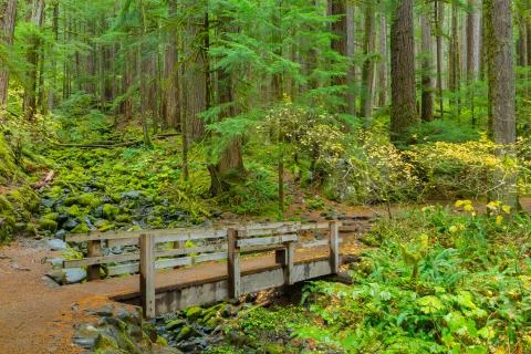 Rain Forest in Oregon Stock Photos