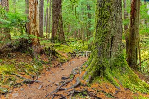 Rain Forest in Oregon Stock Photos