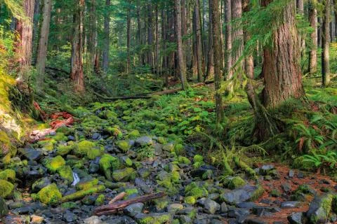 Rain Forest in Oregon Fotos de archivo
