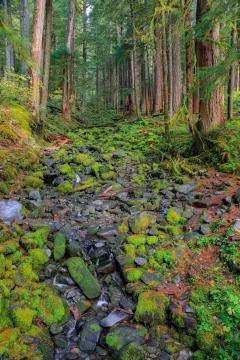 Rain Forest in Oregon Stock Photos