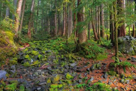 Rain Forest in Oregon Stock Photos