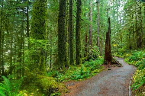 Rain Forest in Oregon 스톡 사진
