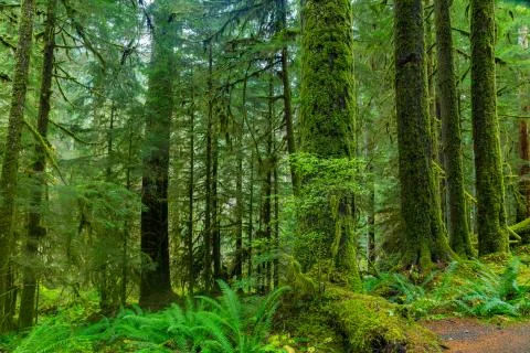 Rain Forest in Oregon Stock Photos