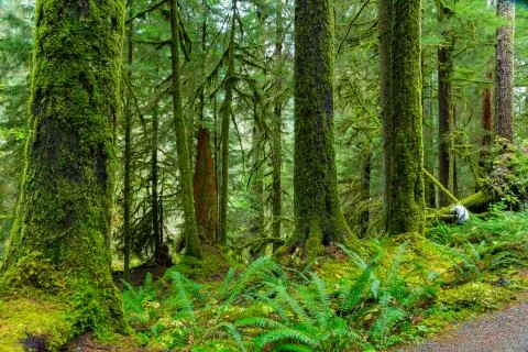 Rain Forest in Oregon Stock Photos