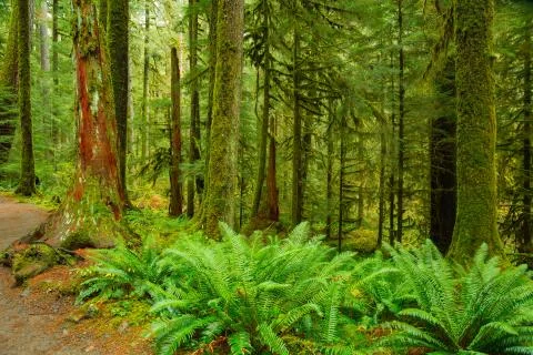 Rain Forest in Oregon Stock Photos