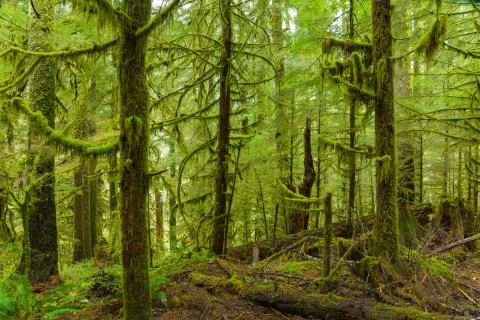 Rain Forest in Oregon Stock Photos
