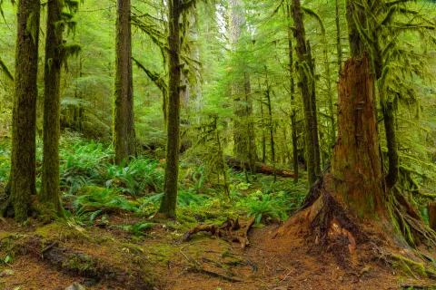 Rain Forest in Oregon 스톡 사진