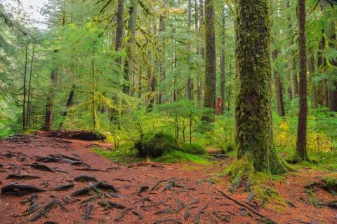 Rain Forest in Oregon 스톡 사진