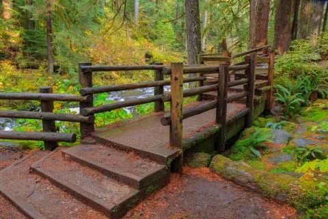 Rain Forest in Oregon Stock Photos
