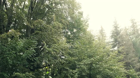 Rain in the forest over the trees. Rain on the trees. Green nature concept. Video stock 208475136
