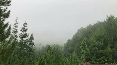 Rain In The Forest Over The Trees. Windy and Foggy Forest. Stock Footage 230004913