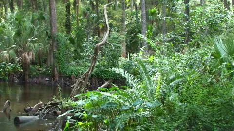 Rain Forest Pan Stock Footage 536688