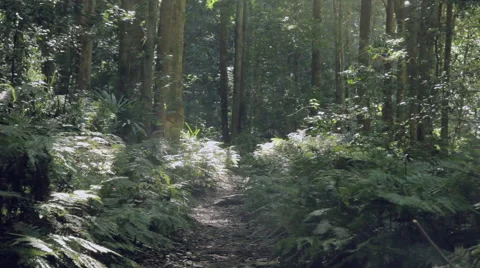 Rain Forest Path with Ferns and Insects Stock Footage 40398680