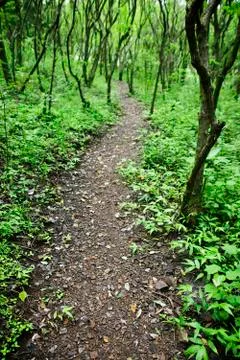Rain Forest Pathway Stock Photos
