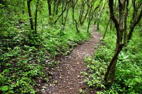 Rain Forest Pathway Stock Photos