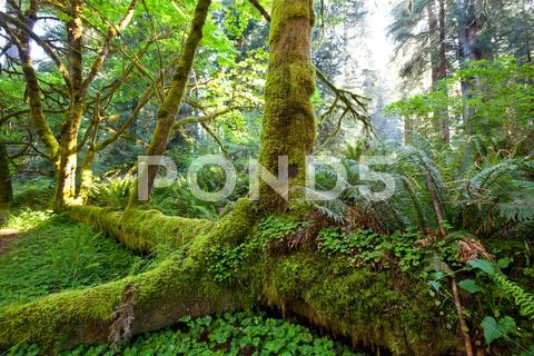 Rain forest Stock Photos