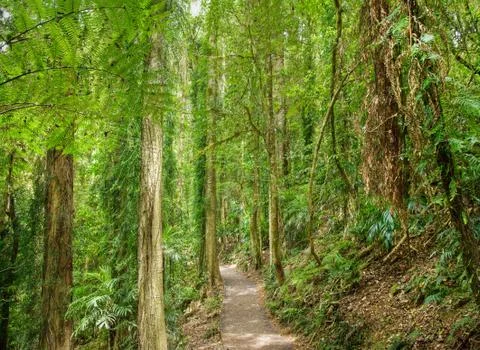 Rain forest Stock Photos