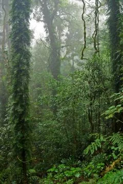 Rain forest Stock Photos