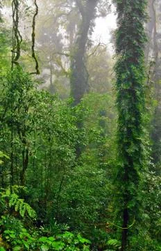 Rain forest Stock Photos