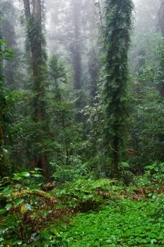Rain forest Foto stock