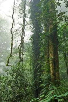 Rain forest Stock Photos