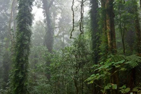 Rain forest Stock Photos