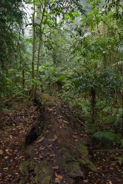 Rain forest Foto stock