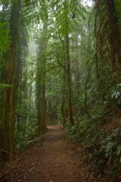 Rain forest Stock Photos