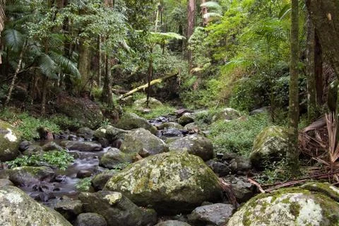 Rain forest Stock Photos