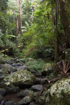 Rain forest Foto stock