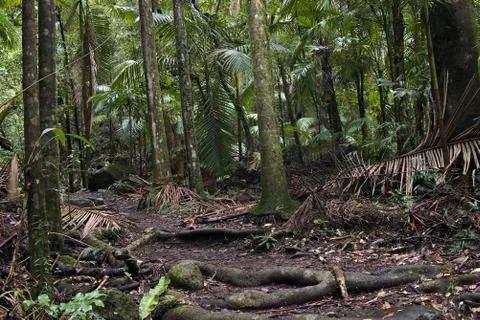 Rain forest Stock Photos