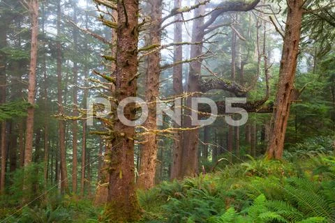 Rain forest Stock Photos