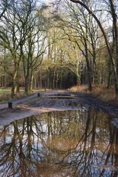 Rain in the forest Foto stock